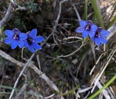 Thelymitra azurea