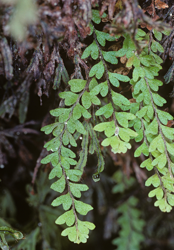 Adenophorus hymenophylloides