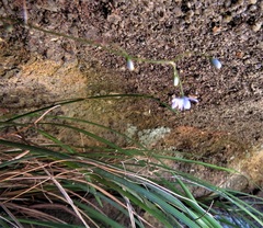 Dianella tenuissima