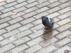 Columba livia domestica