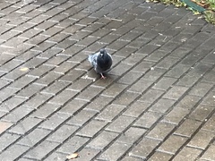 Columba livia domestica