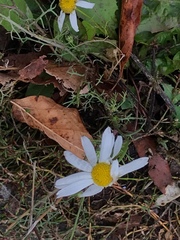 Tripleurospermum inodorum