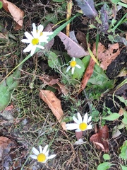 Tripleurospermum inodorum