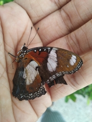 Hypolimnas misippus
