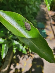 Poecilometis strigatus