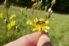 Cheilosia canicularis