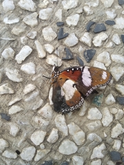 Hypolimnas misippus