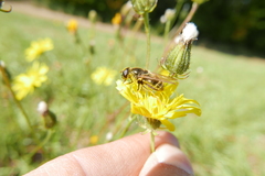 Cheilosia canicularis