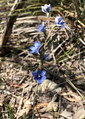 Thelymitra azurea