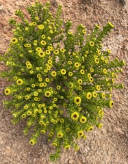 Kippistia suaedifolia