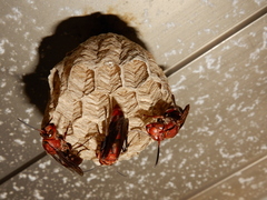 Polistes tenebricosus