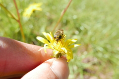 Cheilosia canicularis