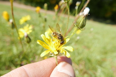 Cheilosia canicularis