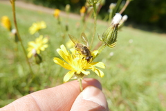 Cheilosia canicularis
