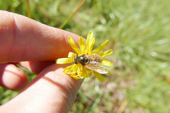 Cheilosia canicularis