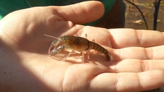 Procambarus pygmaeus