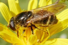 Cheilosia canicularis