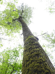Populus trichocarpa