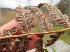 Cryptomycina pteridis