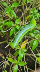 Daphnis nerii