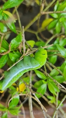 Daphnis nerii