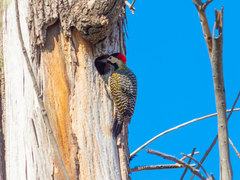 Colaptes melanochloros