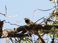 Synallaxis frontalis