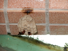 Polistes tenebricosus