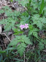 Geranium robertianum