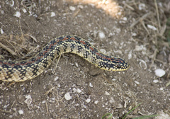 Lygophis anomalus