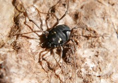 Paranemastoma quadripunctatum