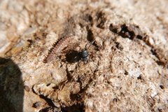 Paranemastoma quadripunctatum