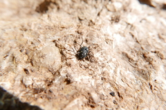 Paranemastoma quadripunctatum