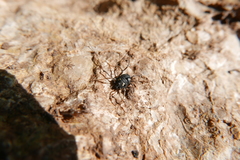 Paranemastoma quadripunctatum