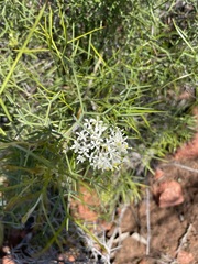 Grevillea anethifolia