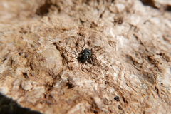 Paranemastoma quadripunctatum