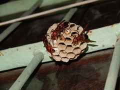 Polistes tenebricosus