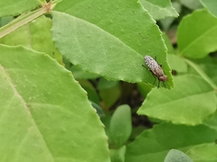 Pherbellia schoenherri