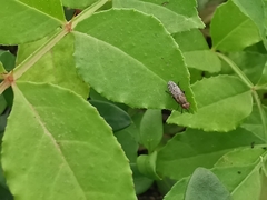 Pherbellia schoenherri
