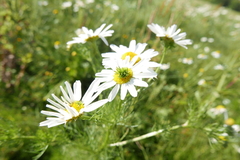 Rhopalomyia tripleurospermi