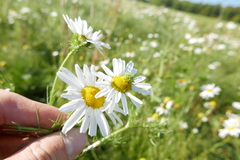 Rhopalomyia tripleurospermi