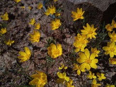 Rhynchopsidium pumilum