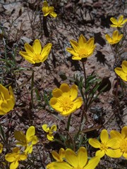 Rhynchopsidium pumilum