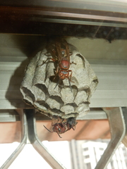 Polistes tenebricosus