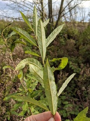 Salix humilis