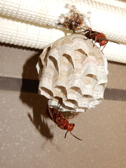 Polistes tenebricosus