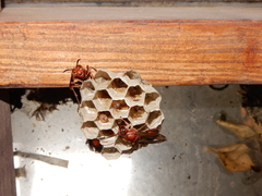 Polistes tenebricosus