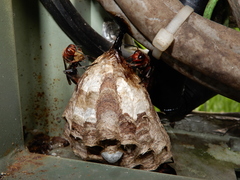 Polistes tenebricosus