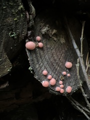 Lycogala exiguum