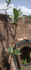 Calotropis procera